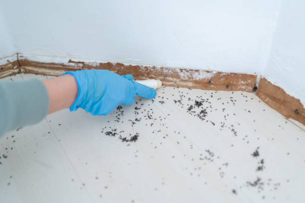 Best Local Pest Control Services  in Raymond, MS